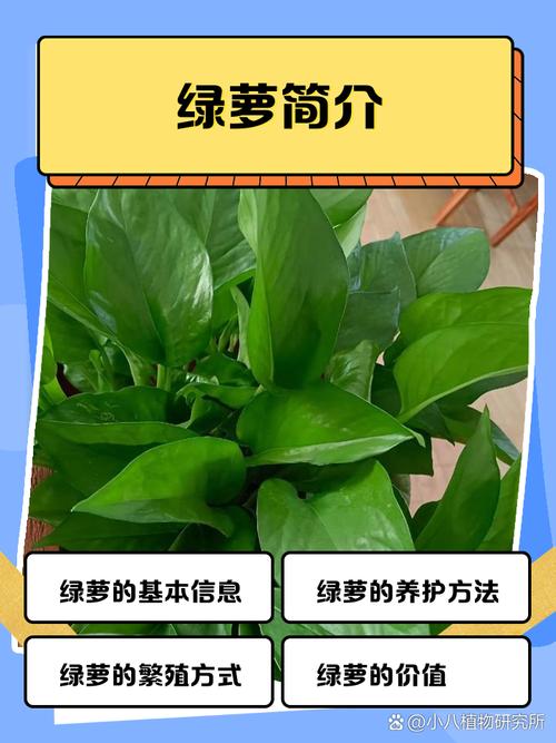 1.0版绿萝算法能帮我识别哪些内容是低质量吗？2.0版绿萝算法如何帮助我提升网站内容质量？