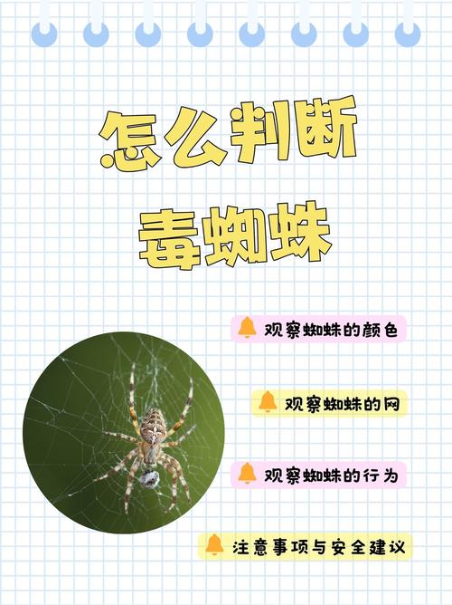 如何快速识别百度蜘蛛真假，避免误判？