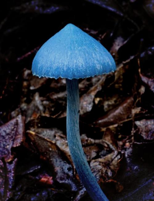 蓝瘦香菇怎么火起来的？营销高手都用它赚了什么？