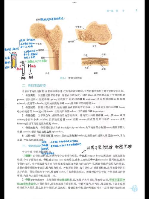 坚持原创解剖内容，为何排名仍不上？揭秘提升秘诀！