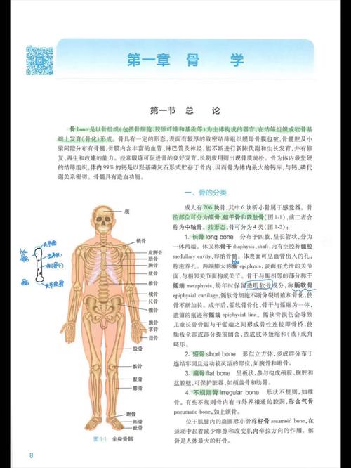 坚持原创解剖内容，为何排名仍不上？揭秘提升秘诀！