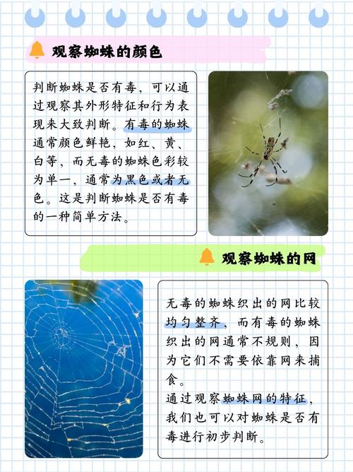 如何快速识别百度蜘蛛真假，避免误判？
