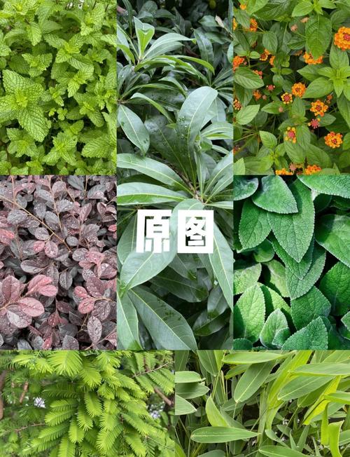 如何让Pinterest镜头更时尚，借鉴Snapchat风格提升拍照体验？